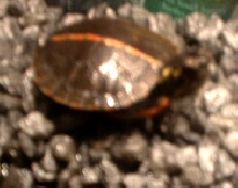 Southern painted turtle?
