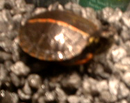 Southern painted turtle?