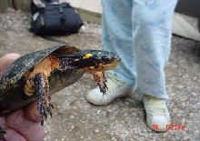 Female Spotted Turtle