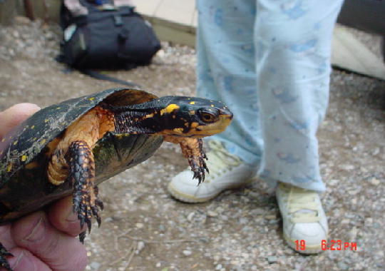Female Spotted Turtle