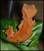 juvie crested