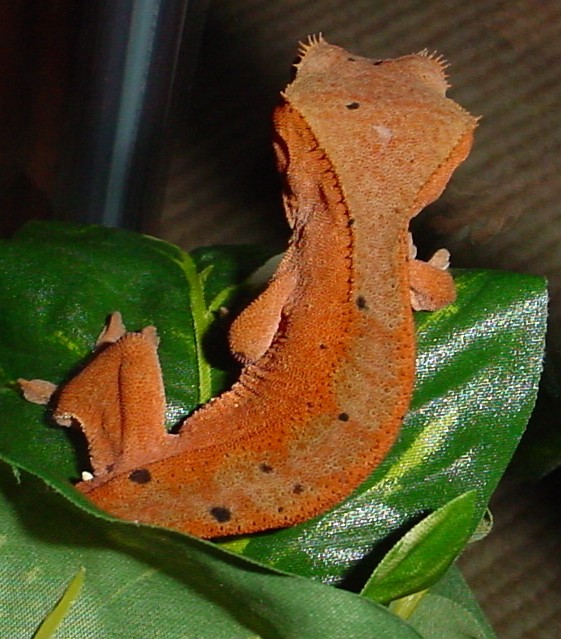 juvie crested