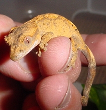 baby crested