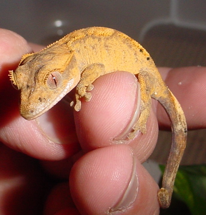 baby crested