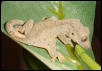baby crested