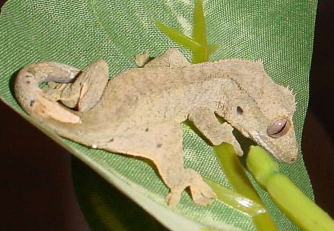 baby crested