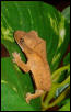 baby crested