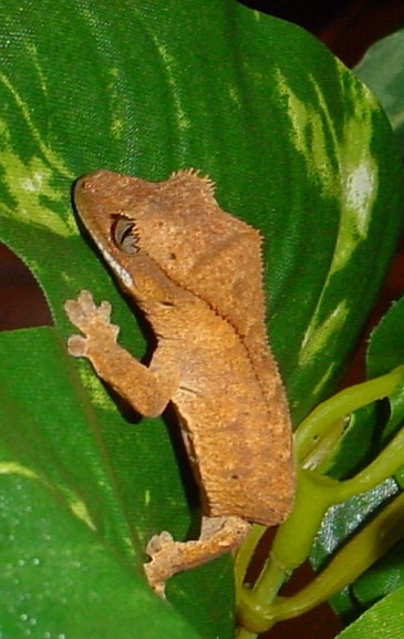 baby crested