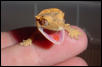 baby crested