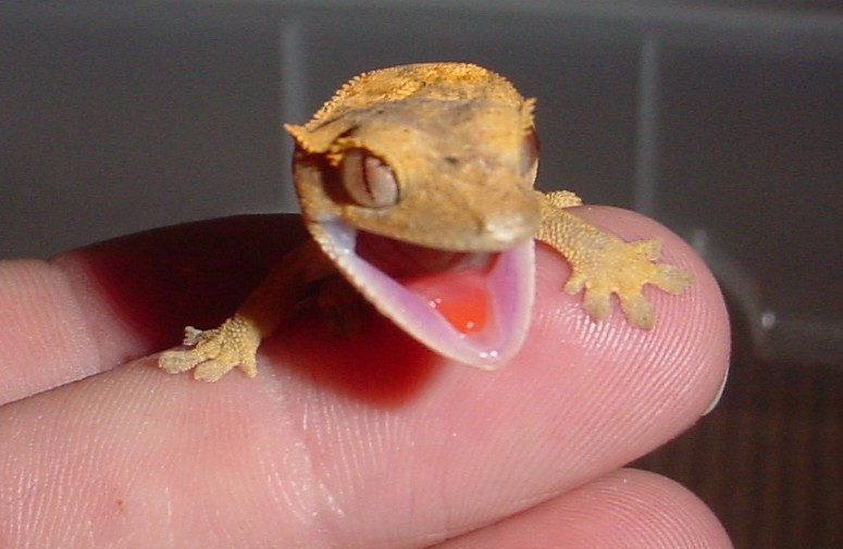 baby crested