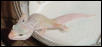 Patternless Albino Leopard Gecko