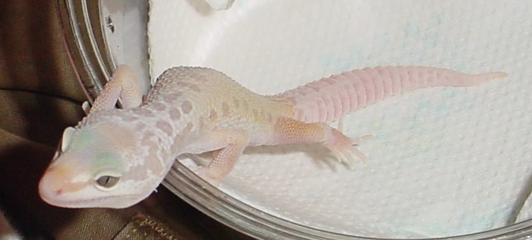 Patternless Albino Leopard Gecko