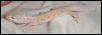Patternless Albino Leopard Gecko