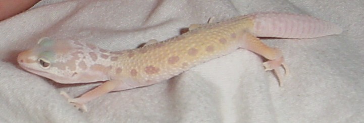 Patternless Albino Leopard Gecko