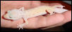 Patternless Albino Leopard Gecko
