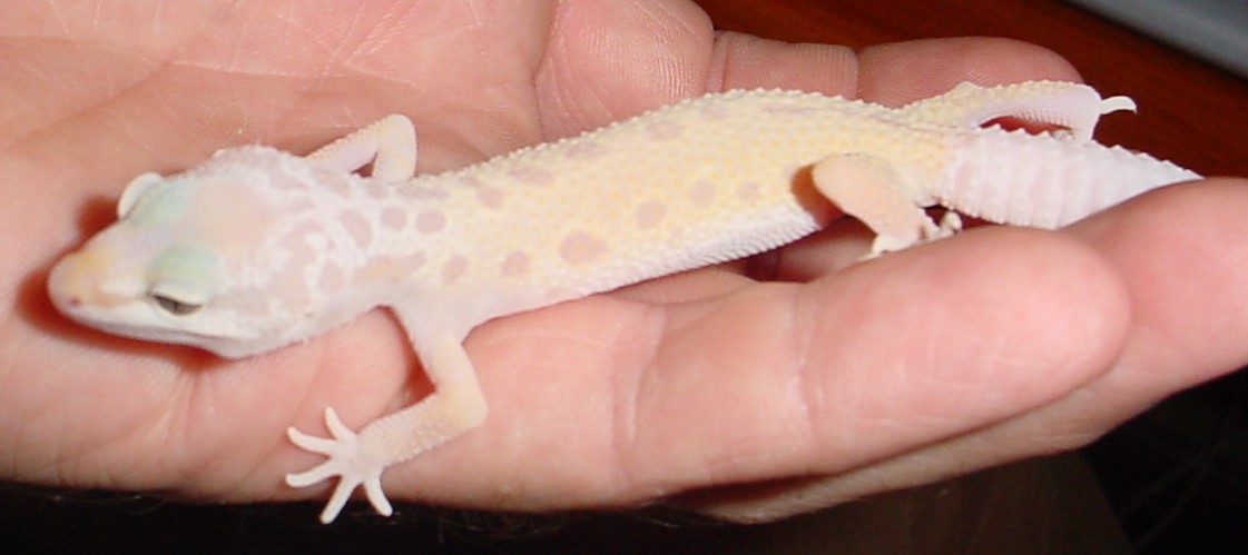 Patternless Albino Leopard Gecko