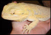 Adult Male Bearded Dragon