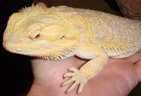 Adult Male Bearded Dragon