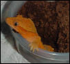 Red/Orange Female Laying Eggs
