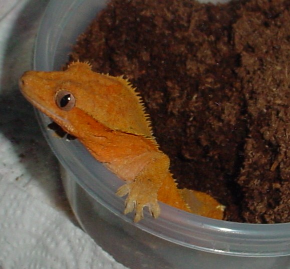 Red/Orange Female Laying Eggs