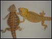 1.1 Pair of Adult Bearded Dragons