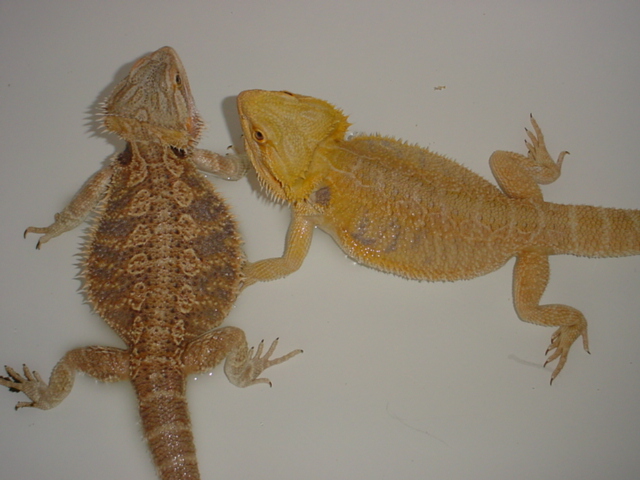 1.1 Pair of Adult Bearded Dragons