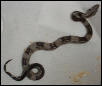 F1 '03 Striped Anery Boa