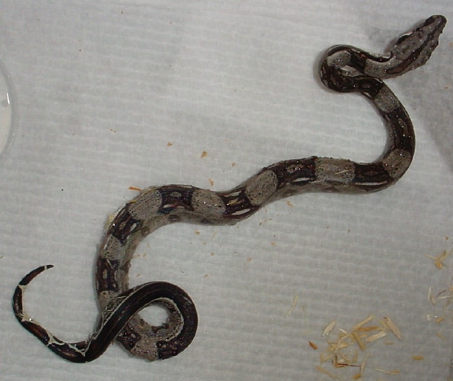 F1 '03 Striped Anery Boa