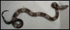 F1 '03 Striped Anery Boa