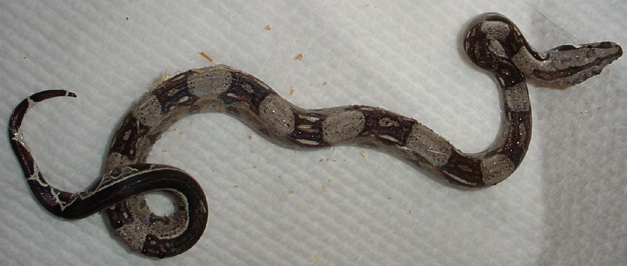 F1 '03 Striped Anery Boa