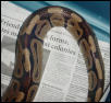 Adult Male ?Burgundy? Ball Python
