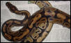 Adult Male ?Burgundy? Ball Python