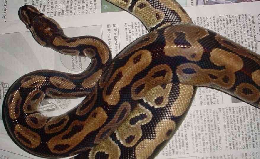 Adult Male ?Burgundy? Ball Python
