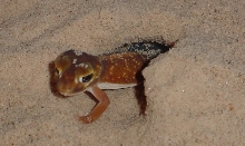 Adult Nephrurus Levis Levis