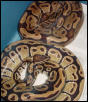 1.1 Adult Ball Pythons