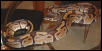 Chocolate? Adult Male Ball Python
