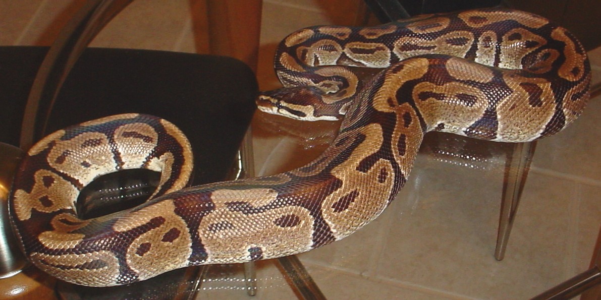 Chocolate? Adult Male Ball Python