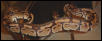 Chocolate? Adult Male Ball Python