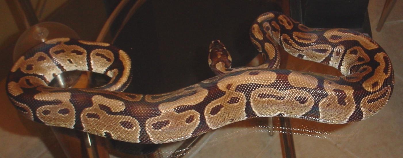 Chocolate? Adult Male Ball Python