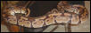 Chocolate? Adult Male Ball Python
