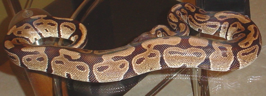 Chocolate? Adult Male Ball Python