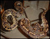 Adult Pair of Ball Pythons