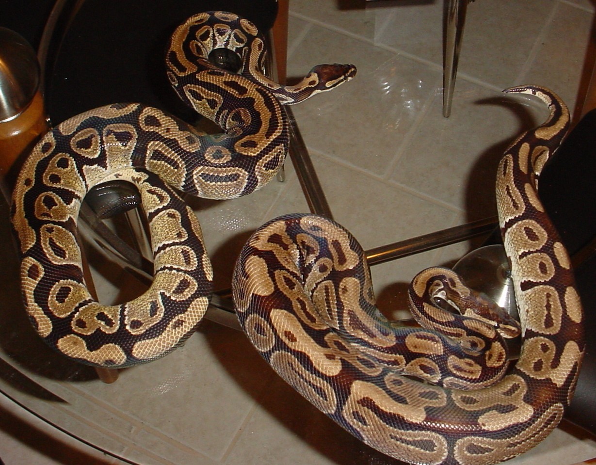 Adult Pair of Ball Pythons