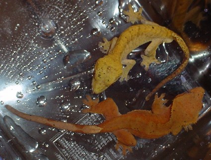 adult pair of cresteds