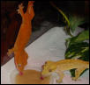 adult pair of cresteds eating