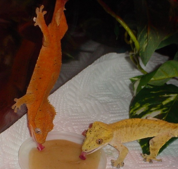 adult pair of cresteds eating