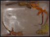 1.3 adult crested geckos