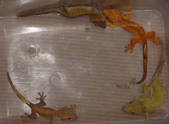 1.3 adult crested geckos