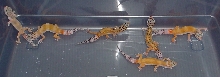 New Group of Leopard Geckos