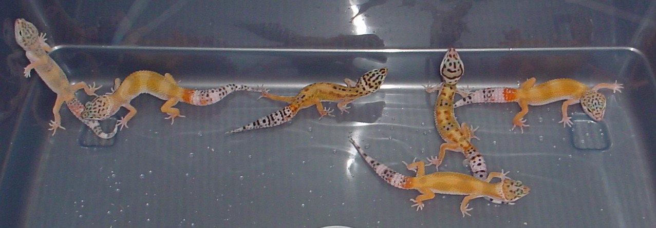 New Group of Leopard Geckos